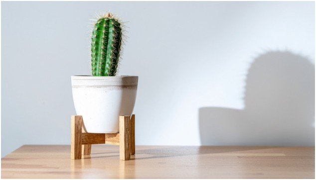 Materials Commonly Used for Plant Stands